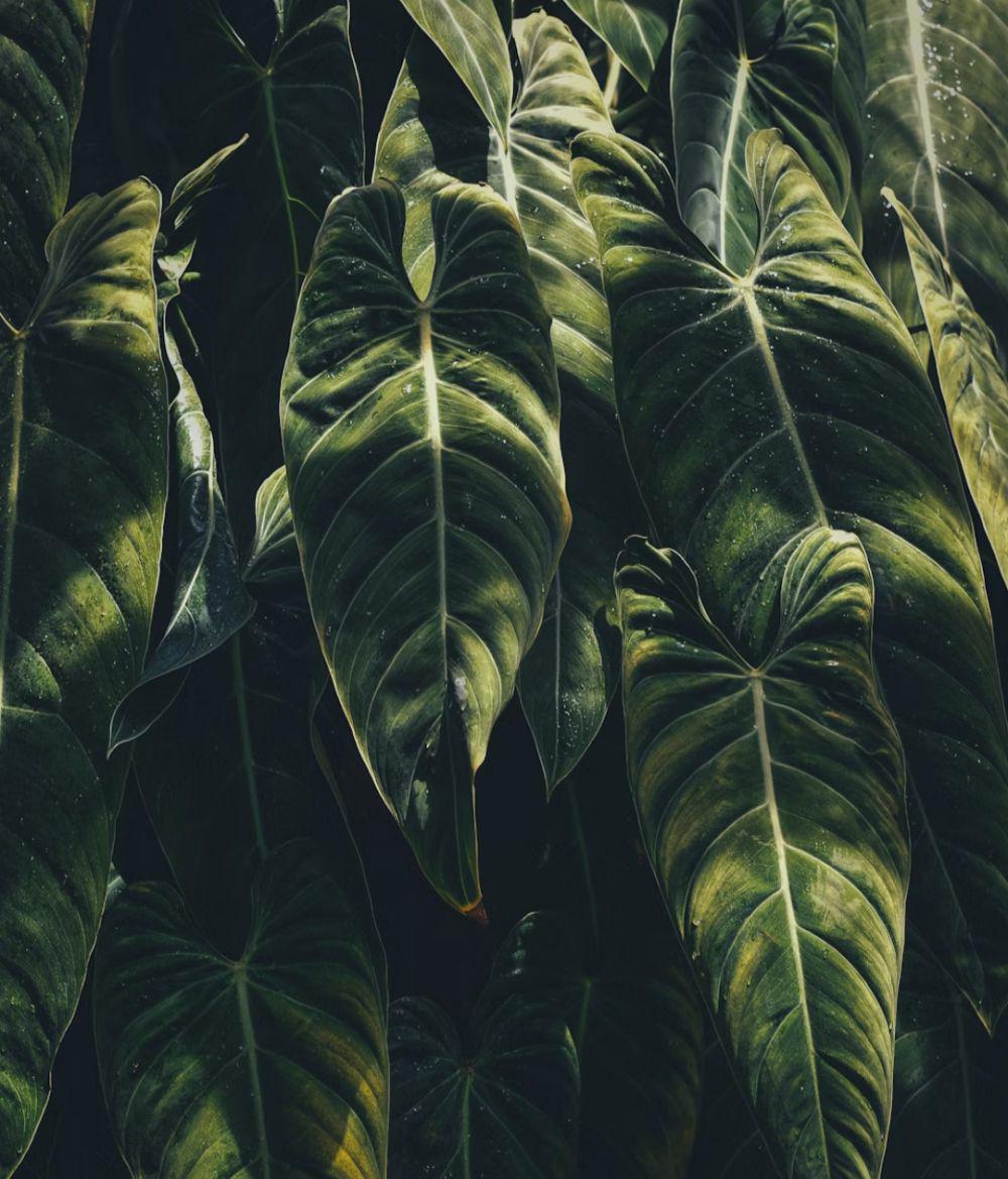 kuping gajah (unsplash.com/Annie Spratt)