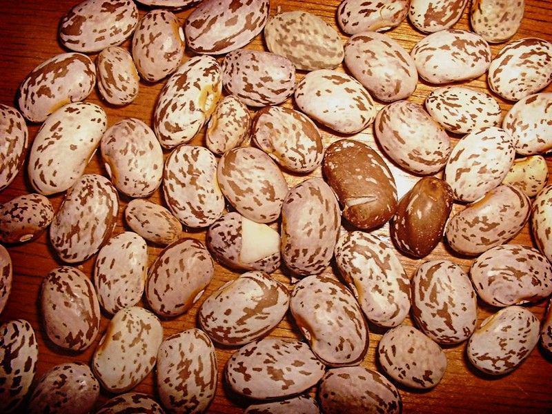 ilustrasi kacang pinto (flickr.com/basswulf)
