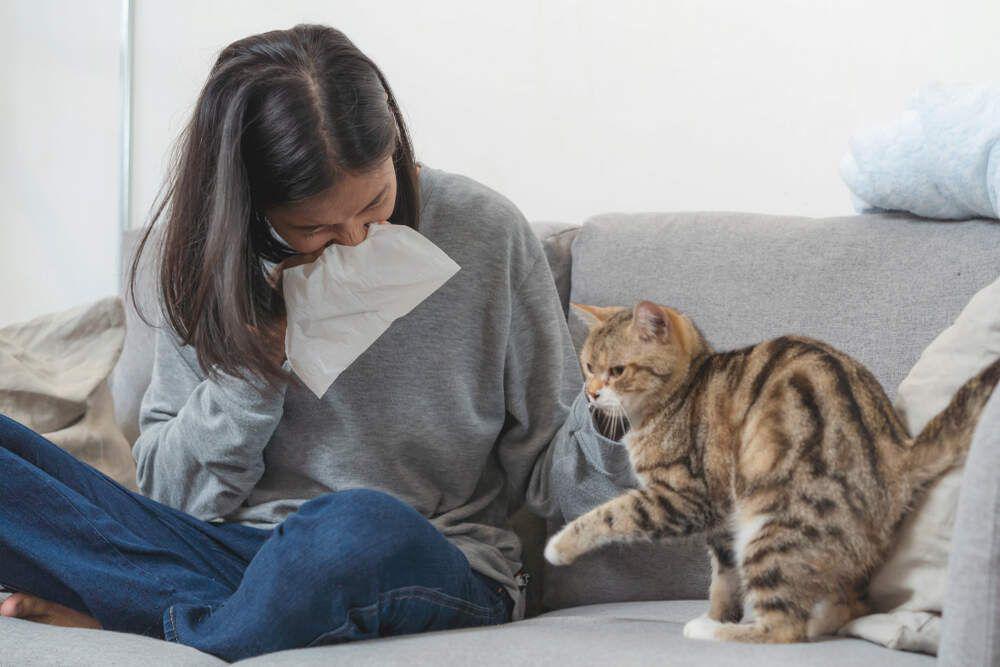 Alergi Kucing tapi Pengen Banget Pelihara? Bisa Kok, Cek 4 Hal Ini