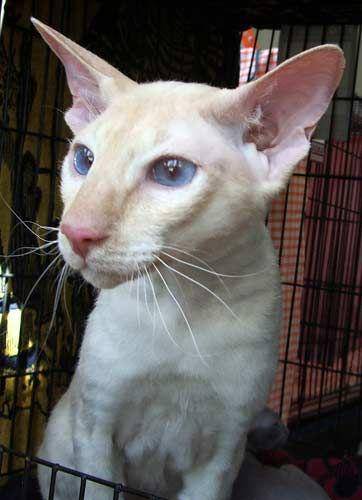 ilustrasi Peterbald (commons.wikimedia.org/Peterbald)