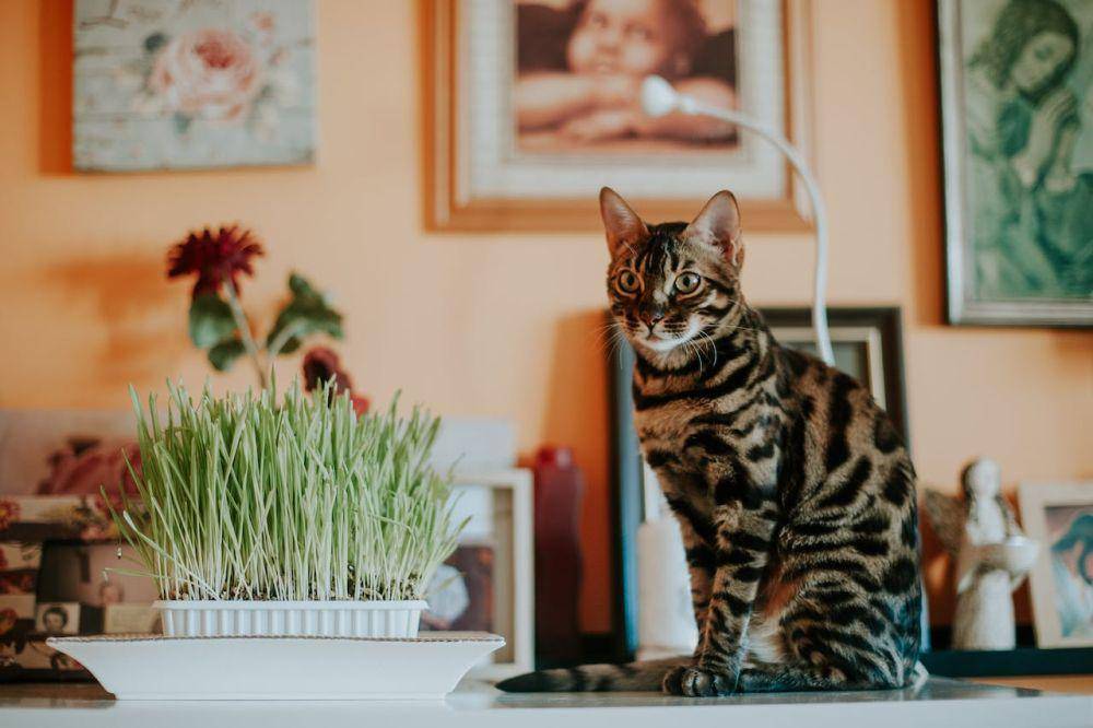ilustrasi kucing benggala (pexels.com/Helena Jankovičová Kováčová)