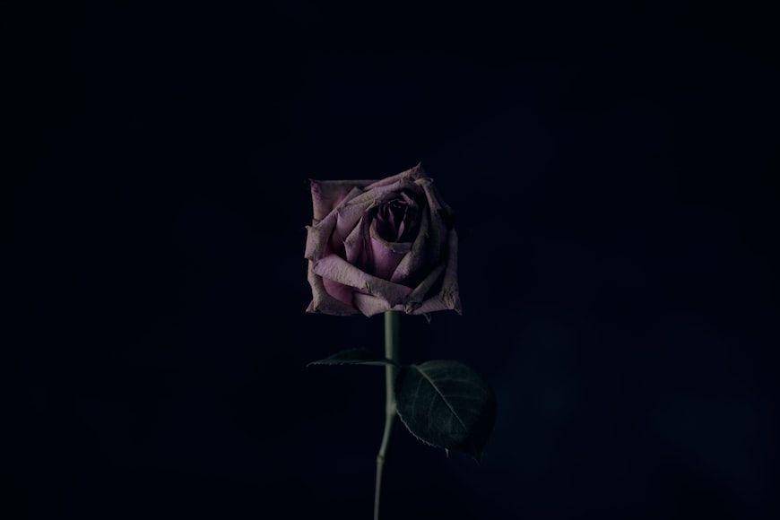 ilustrasi bunga layu (unsplash.com/Alexander Grey)