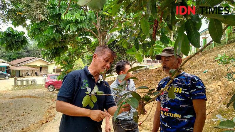Praktek okulasi tanaman oleh ITB pada masyarakat Pemaluan (IDN Times/Ervan)
