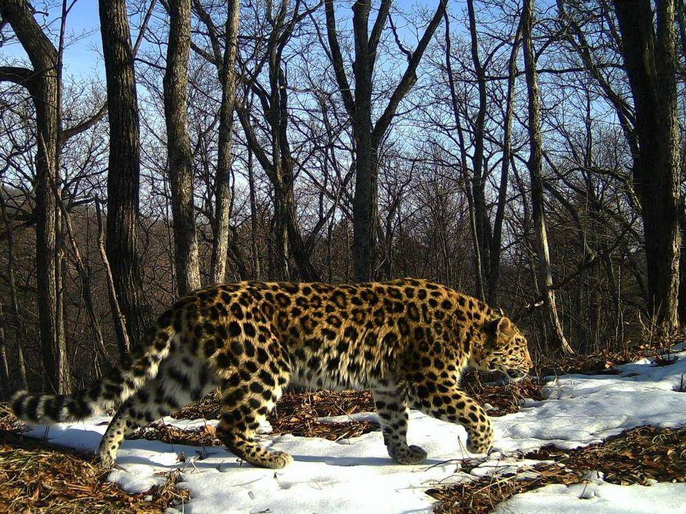 Macan tutul amur (commons.m.wikimedia.org/Ministry of Russia Federation for the Development of the Far East)
