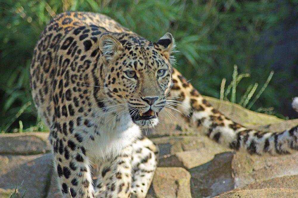 Macan tutul amur (commons.m.wikimedia.org/Spencer Wright)