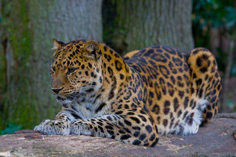 Macan tutul amur (commons.m.wikimedia.org/Amur Leopard)