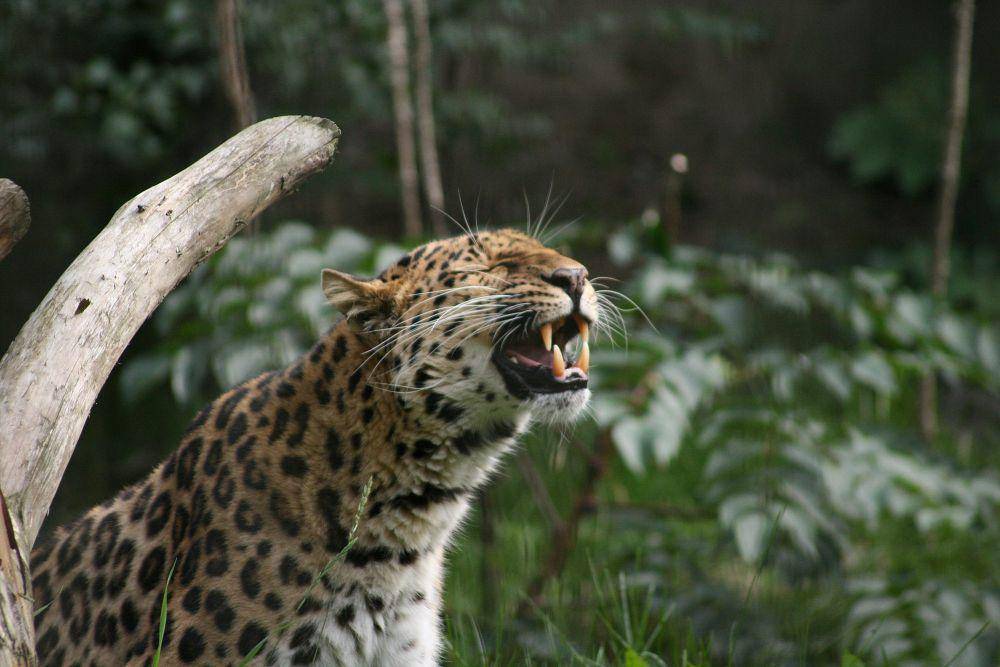 Macan tutul amur (commons.m.wikimedia.org/Madhusudhan Nanjappa)