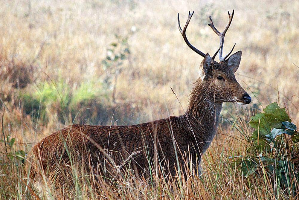 7 Fakta Unik Barasingha, Hidup dalam Kawanan Besar! | IDN Times