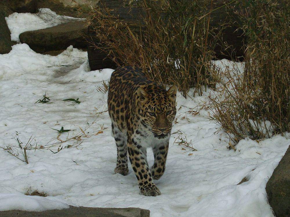 Macan tutul amur (commons.m.wikimedia.org/Tedmek)