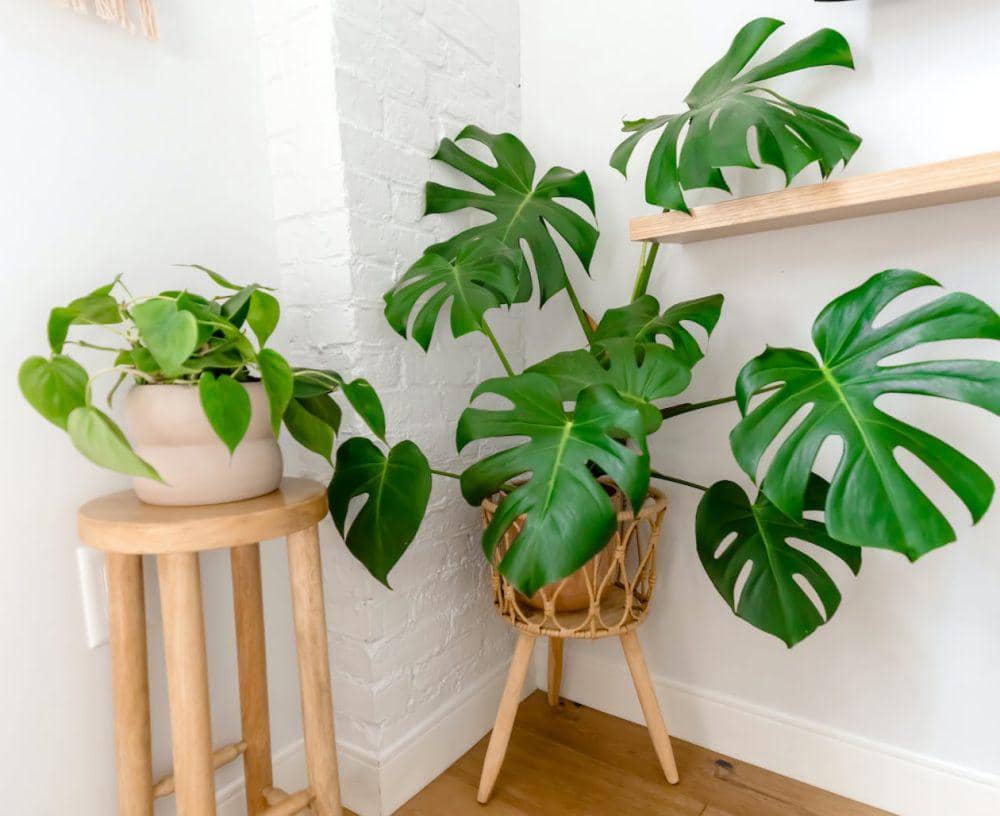 7 Rekomendasi Tanaman Indoor Berdaun Jumbo, Solusi biar Ruang Adem
