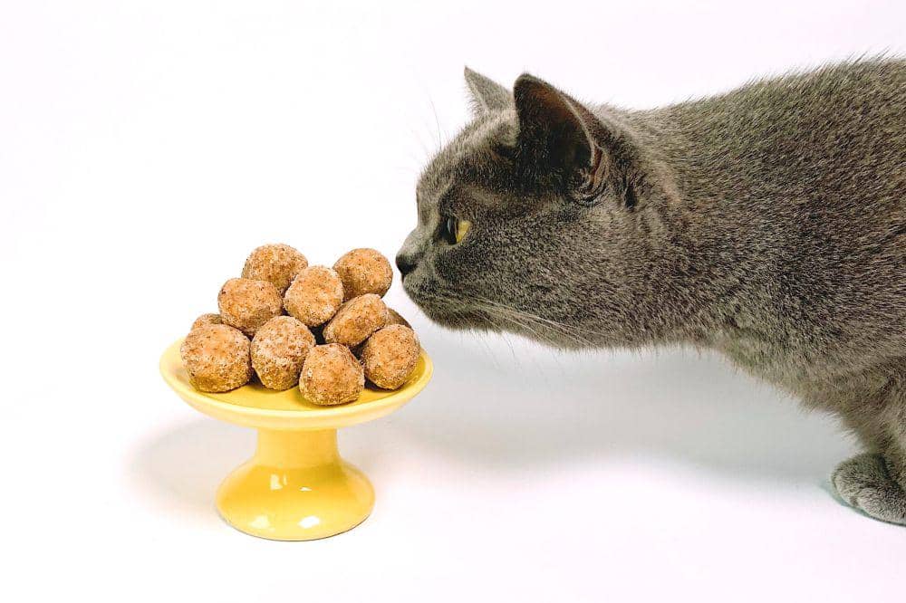 Kenapa Kucing Sering Mengendus Makanan sebelum Memakannya?