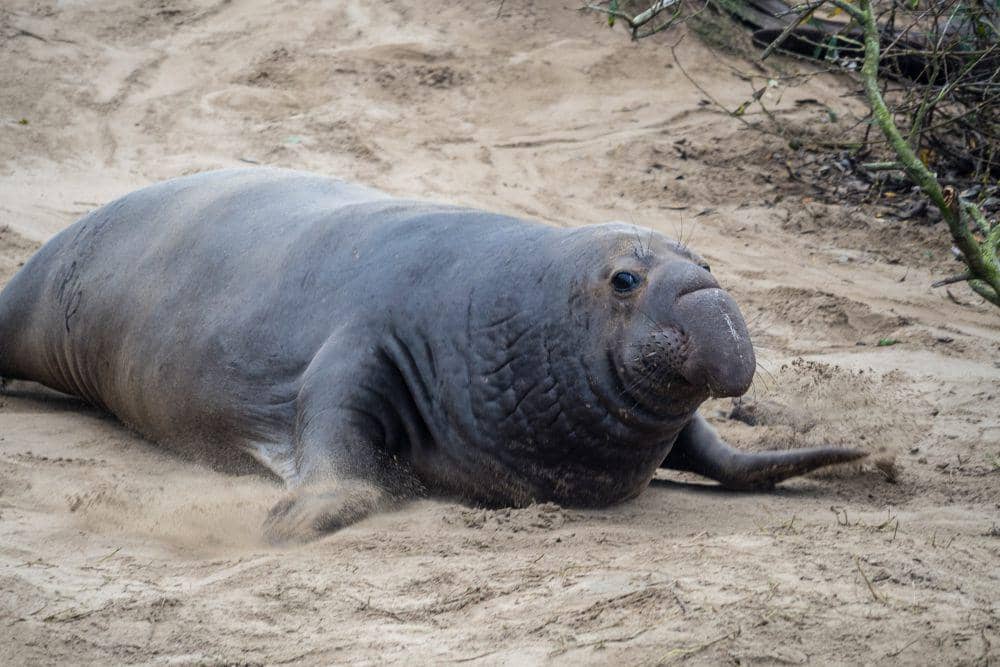 potret gajah laut (unsplash.com/Anchor Lee)