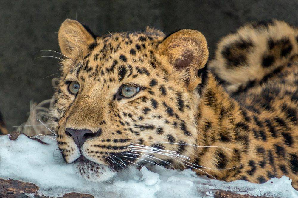 Macan tutul amur (pixabay.com/Steve fehlberg)