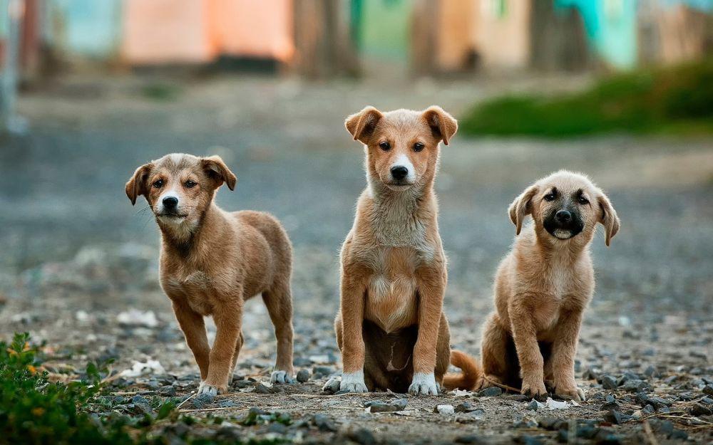 Peternak Korsel Ancam Lepas 2 Juta Anjing di Sekitar Kantor Presiden