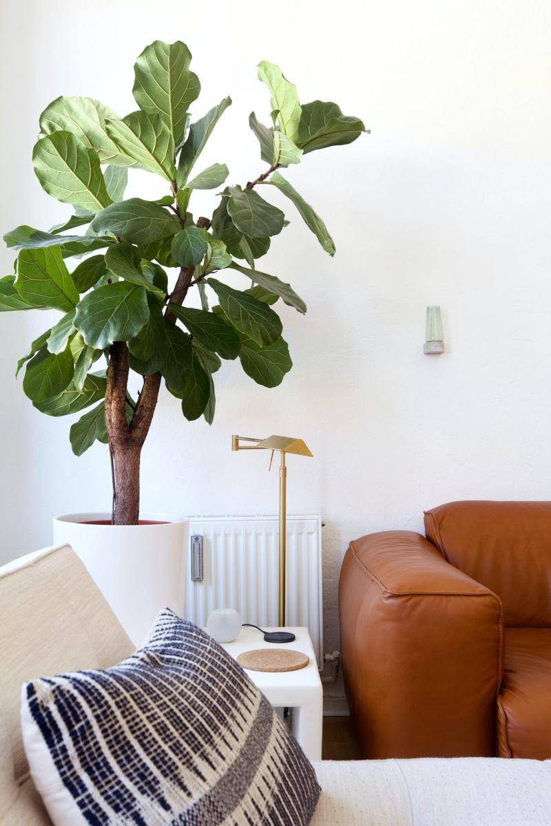 ilustrasi ficus lyrata (unsplash.com/@beazy)