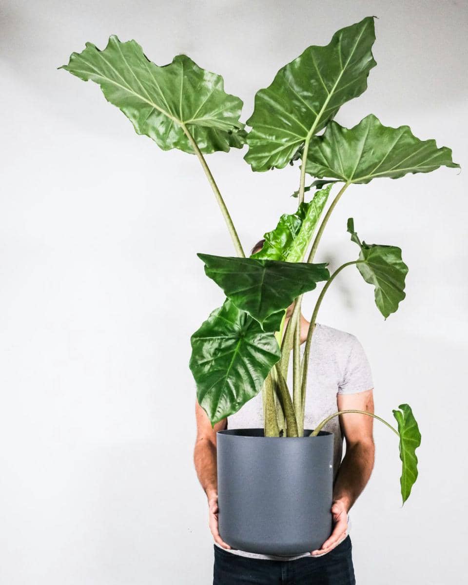 ilustrasi alocasia u (unsplash.com/@feeypflanzen)
