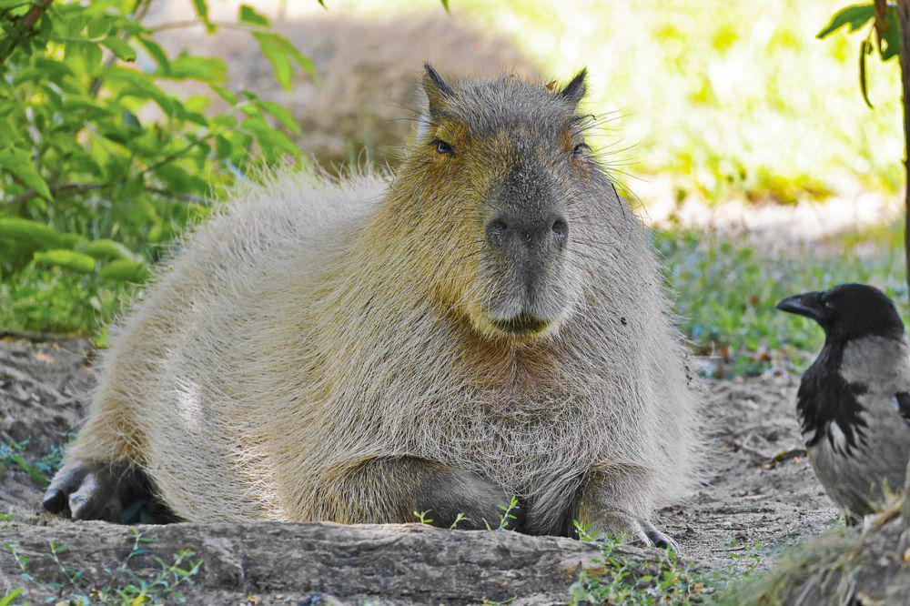 5 Fakta Capybara yang Bisa Berteman dengan Hewan Lain