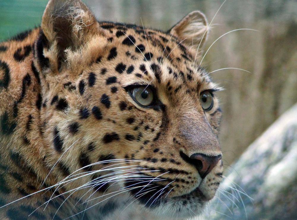 Macan tutul amur (pixabay.com/3342)