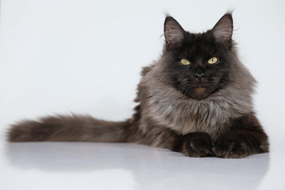 3 Tanda Kucing Jantan Sudah Steril, Mudah Dikenali!