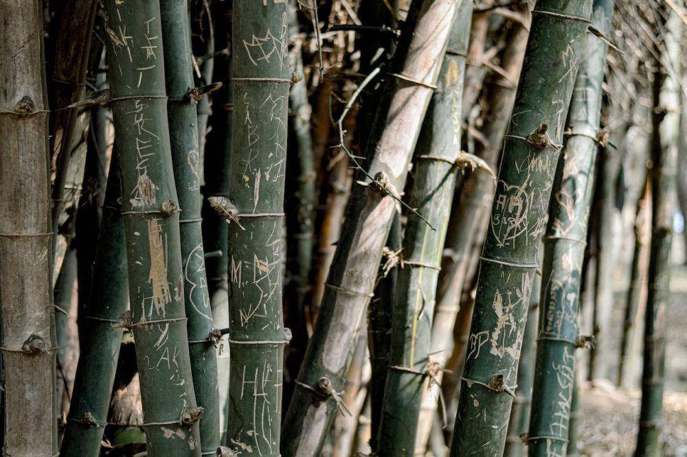 Ilustrasi bambu (pexels.com/Ravi Kant)