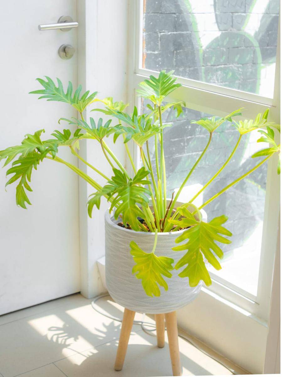 ilustrasi philodendron xanadu (www.pexels.com/@suradej-ji-31300153)