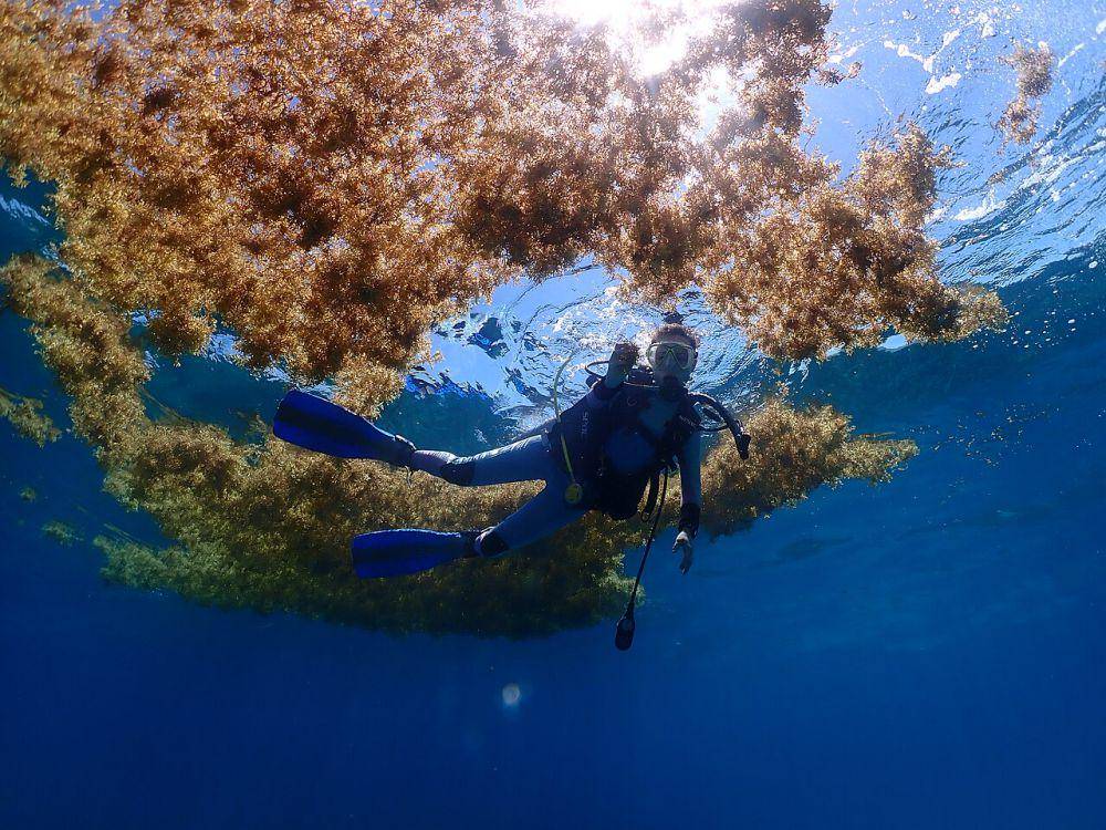 potret seorang penyelam di antara rumput laut sargassum (commons.wikimedia.org/Symbiosis)
