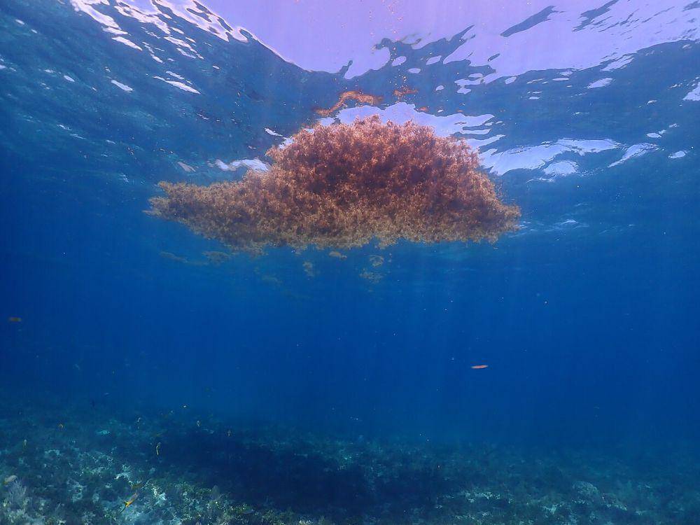 potret rumput laut sargassum yang mengapung (commons.wikimedia.org/Symbiosis)