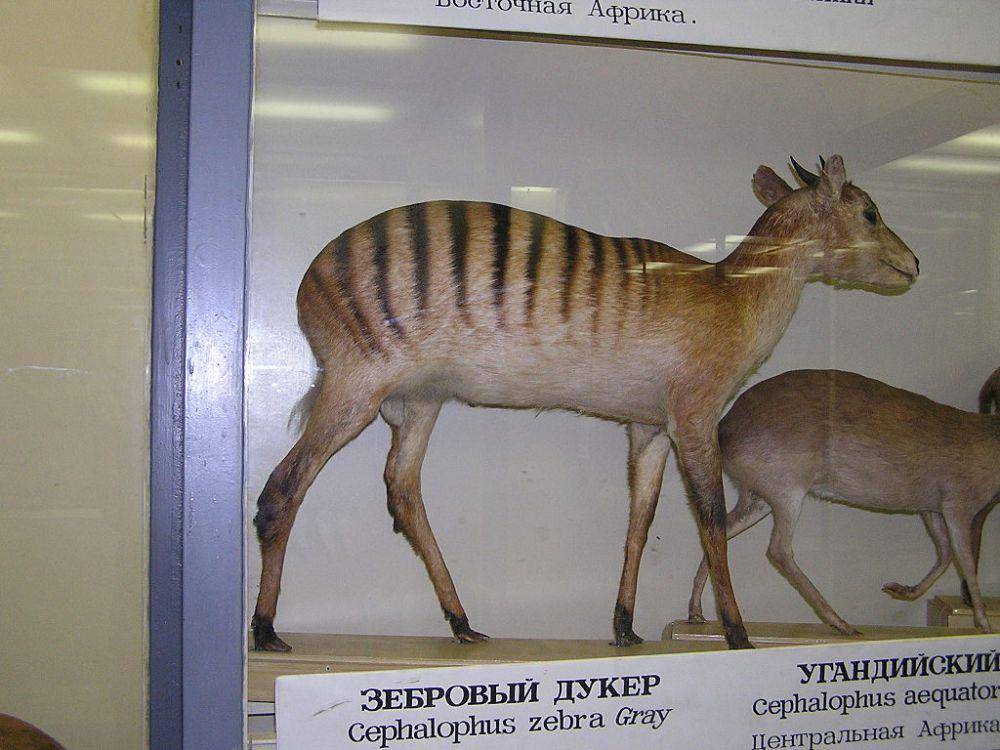 zebra duiker (commons.wikimedia.org)