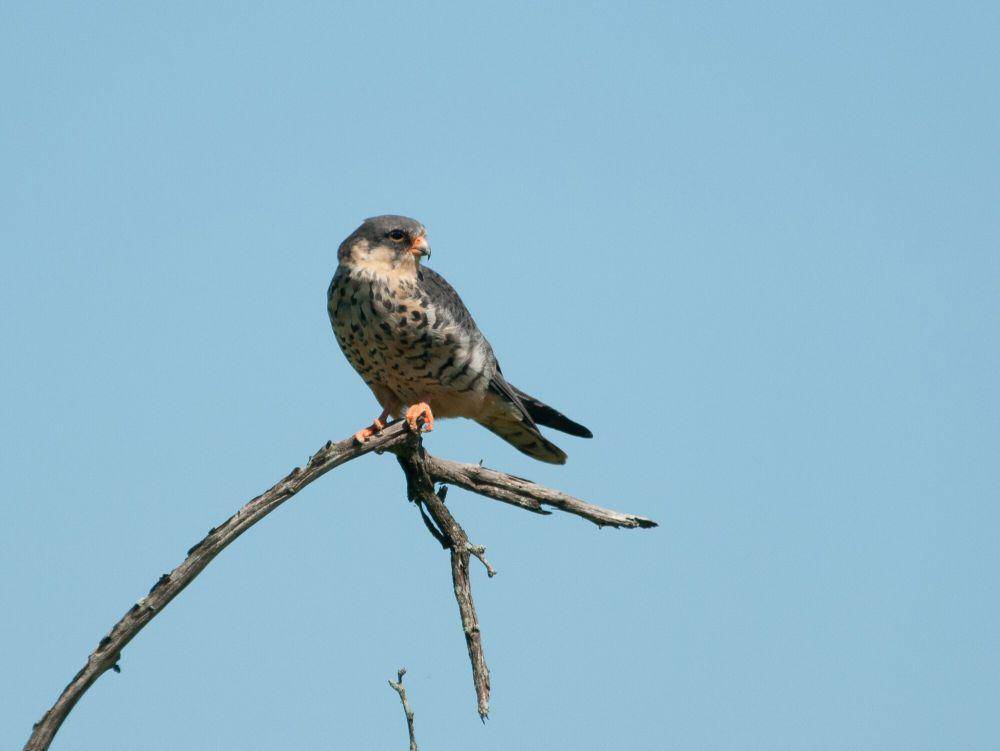 Elang amur (commons.m.wikimedia.org/Chris Eason)