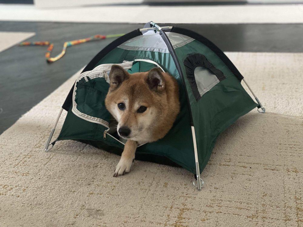 8 Foto Gemas Shiba Inu Tiduran di Dalam Tenda, Mereka Malah Betah