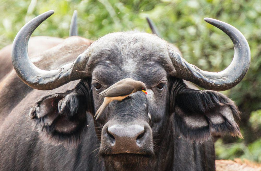 5 Fakta Simbiosis Mutualisme dalam Dunia Fauna