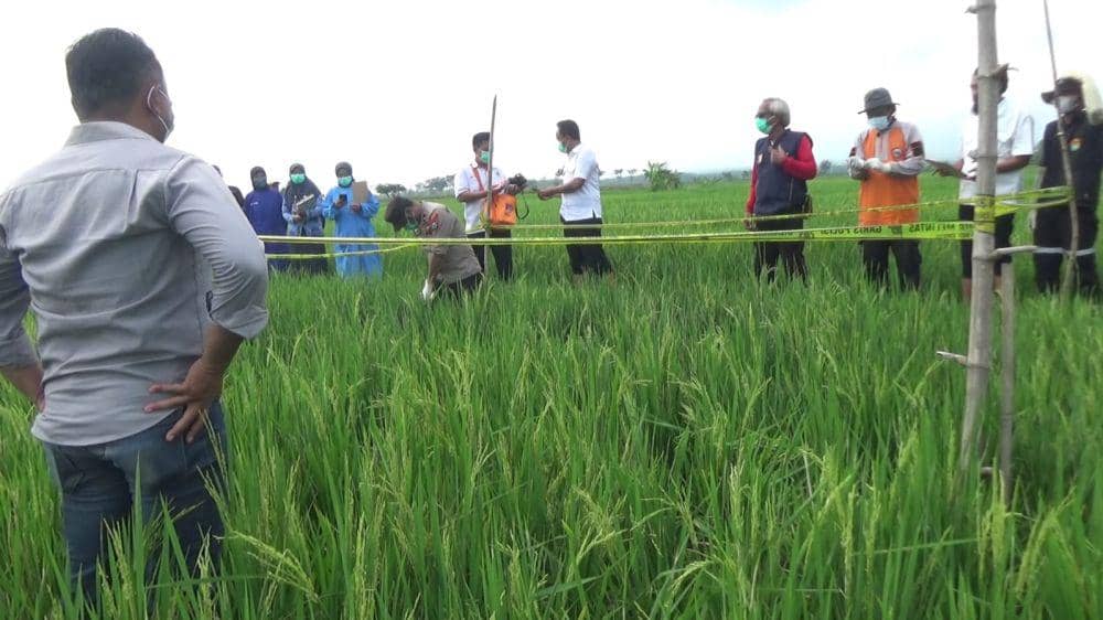 Jasad korban pertama kali ditemukan oleh pemilik sawah/ IDN Times/ Riyanto