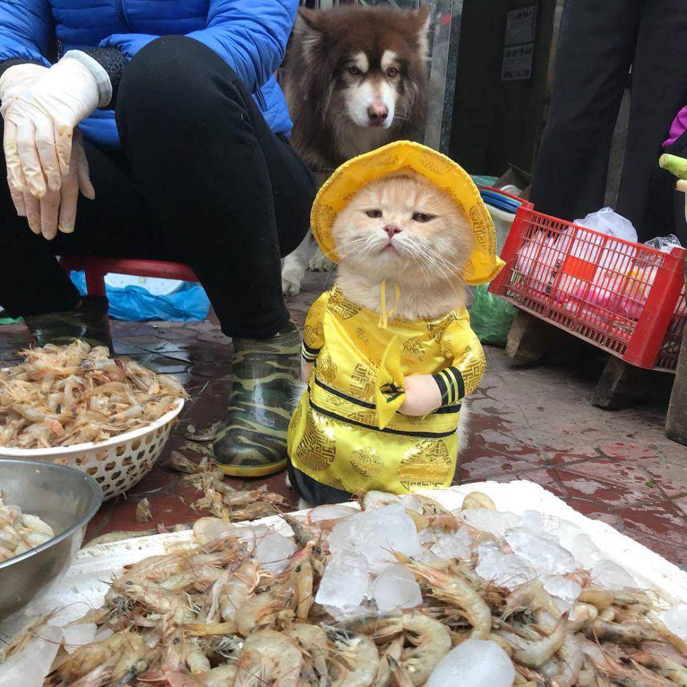 potret kucing memakai kostum (reddit.com/goatkidney)