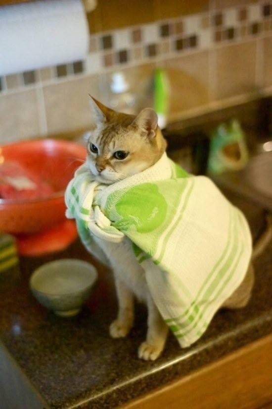 potret kucing memakai kostum (reddit.com/garekii)