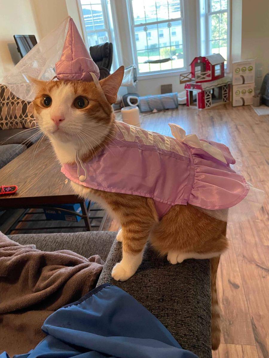 potret kucing memakai kostum (reddit.com/Sprigatito)