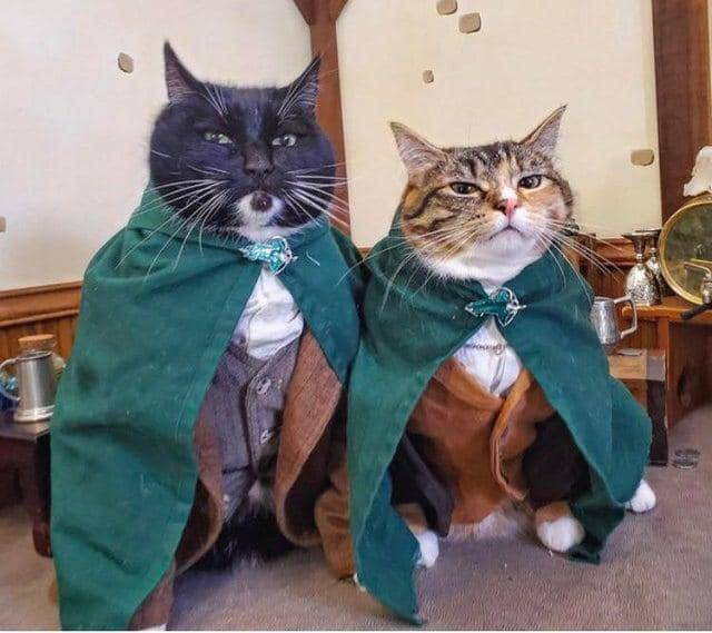 potret kucing memakai kostum (reddit.com/jessiecolborne)