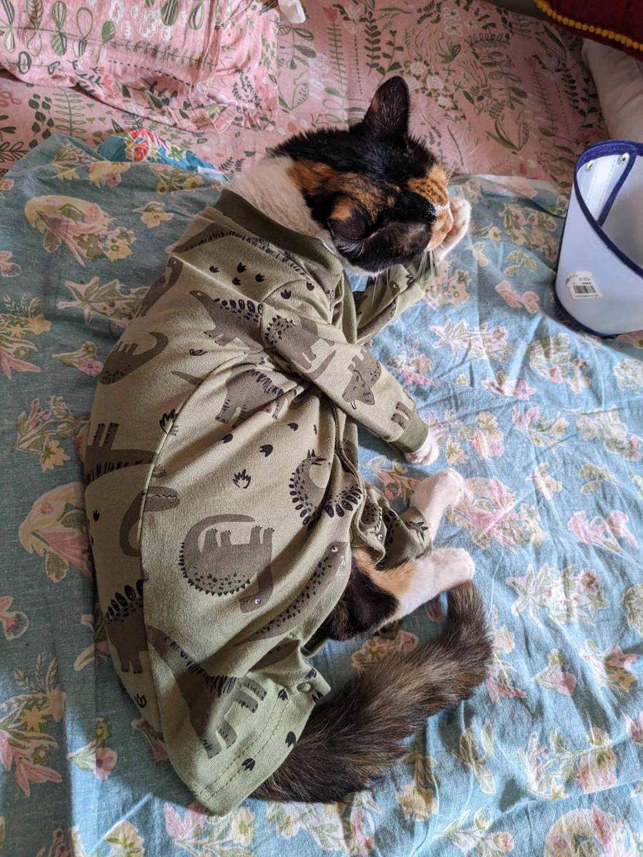 potret kucing memakai kostum (reddit.com/Heisenberg1973)