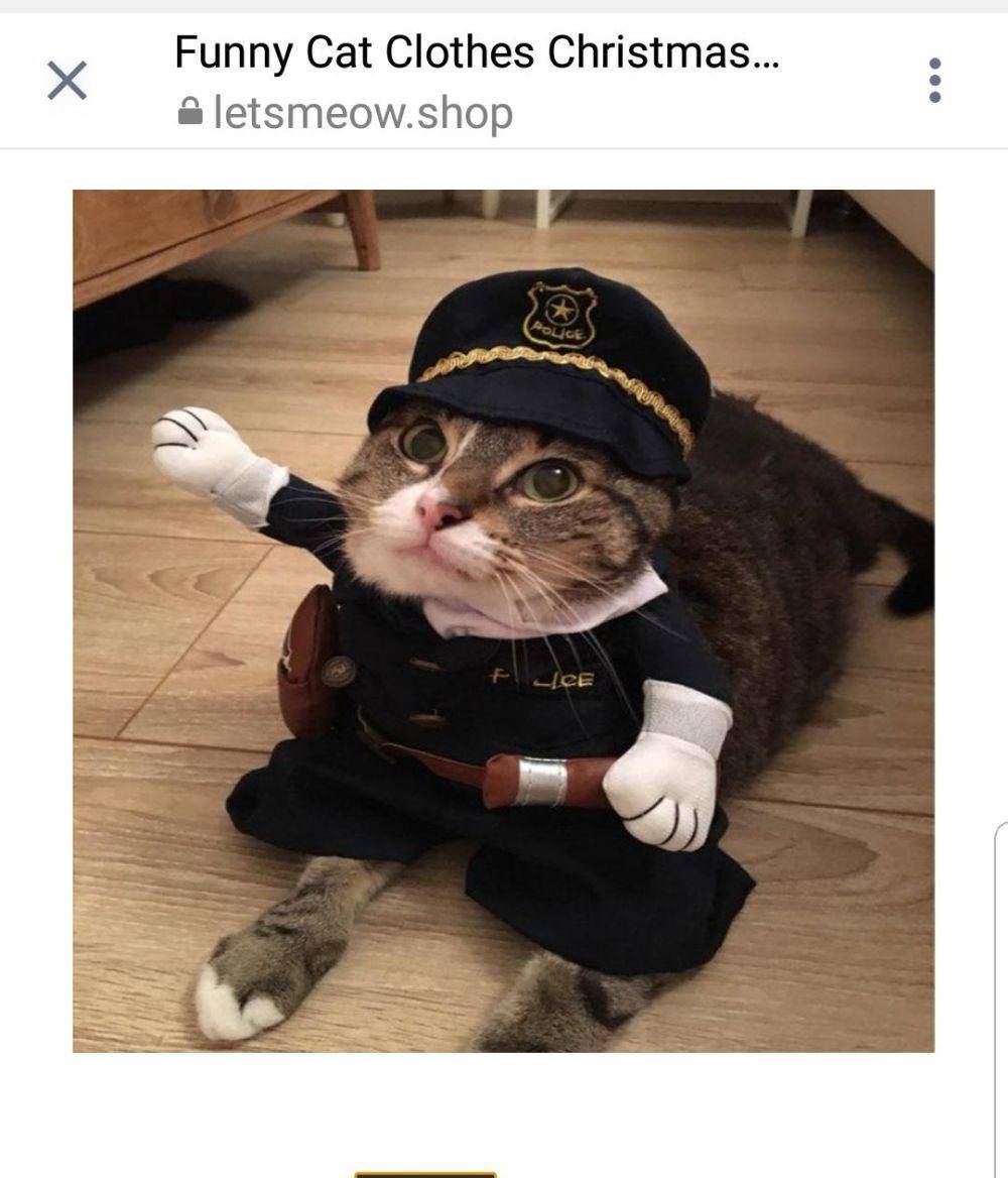 potret kucing memakai kostum (reddit.com/twatson)