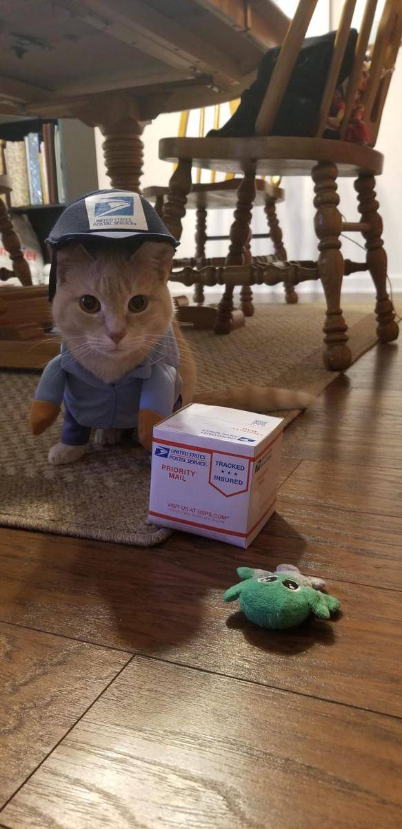 potret kucing memakai kostum (reddit.com/criticalmilk)