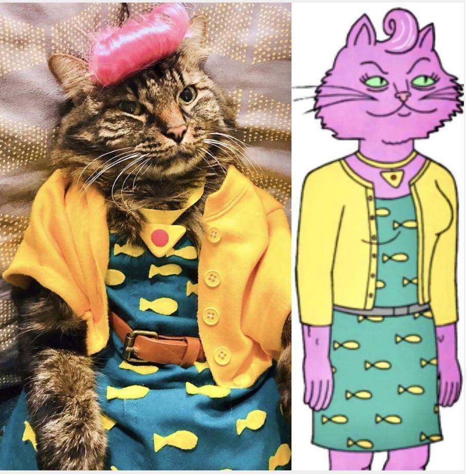 potret kucing memakai kostum (reddit.com/Qelake)
