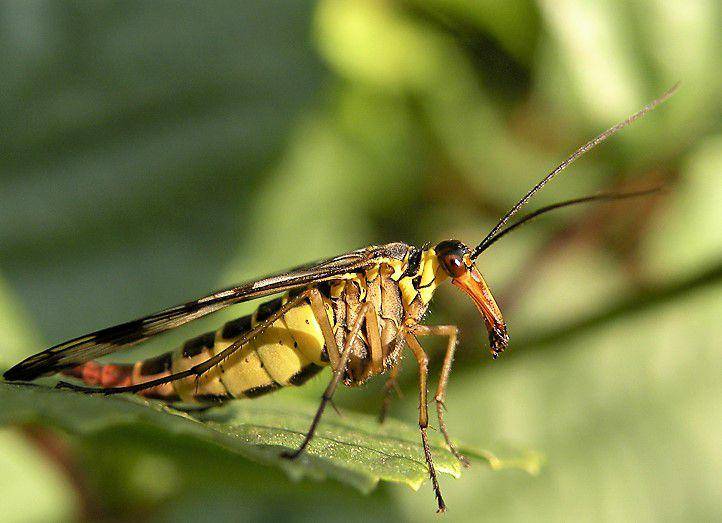 lalat kalajengking (commons.wikimedia.org)