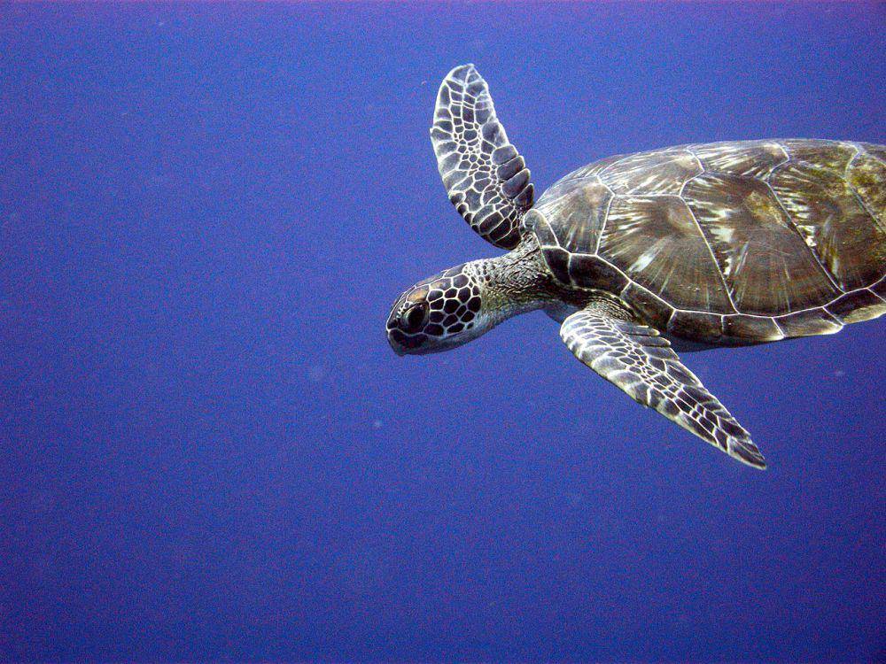 potret penyu tempayan (commons.wikimedia.org/Matt Kieffer)