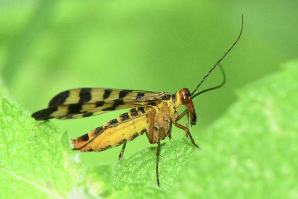 lalat kalajengking (commons.wikimedia.org)