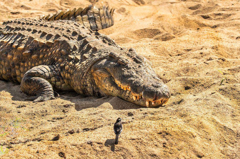 ilustrasi buaya sungai nil dan burung plover (pexels.com/Frans van Heerden)
