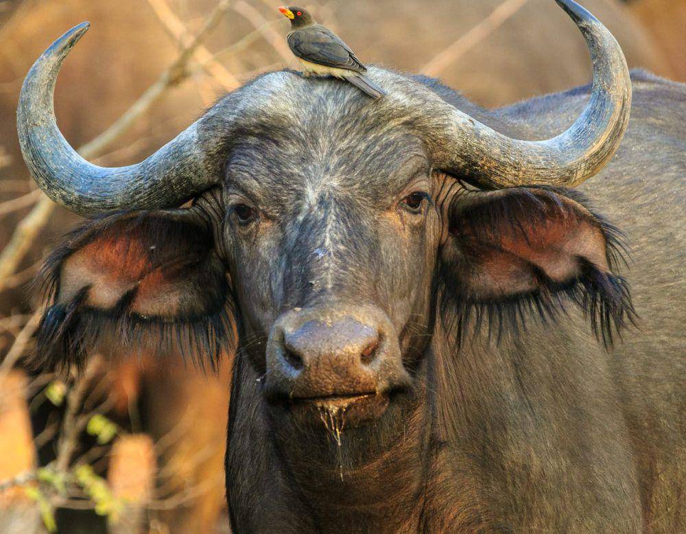 ilustrasi burung oxpecker dan kerbau (pexels.com/Harvey Sapir)