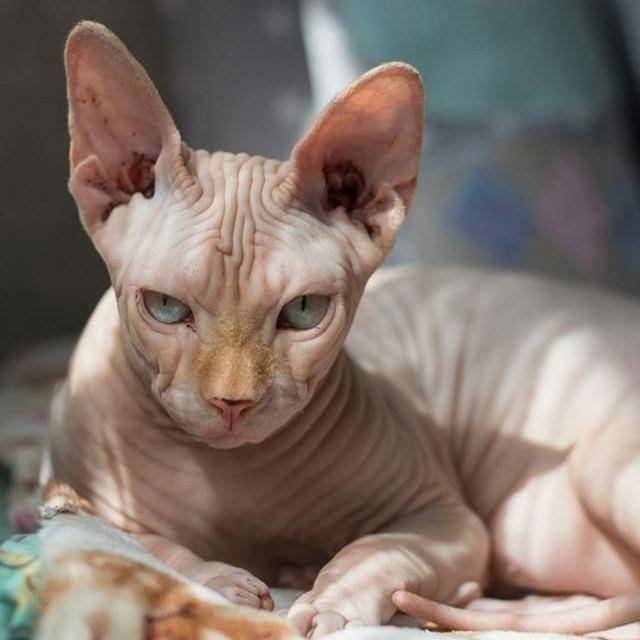 potret kucing Sphinx (pexels.com/наталья семенкова)