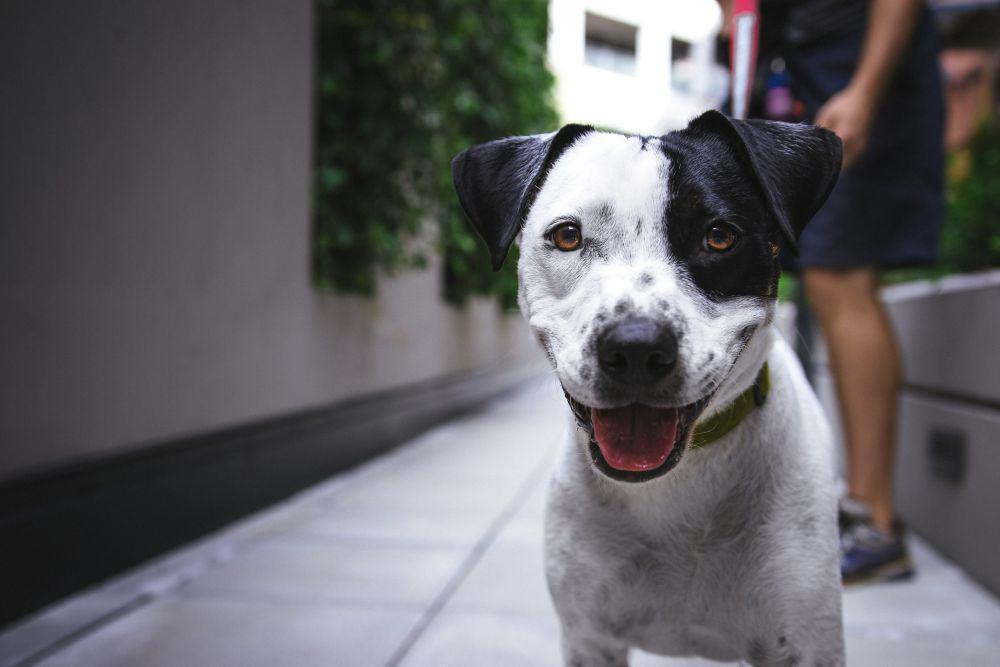 4 Penyebab Bau pada Tubuh Anjing, Kurangnya Perawatan!