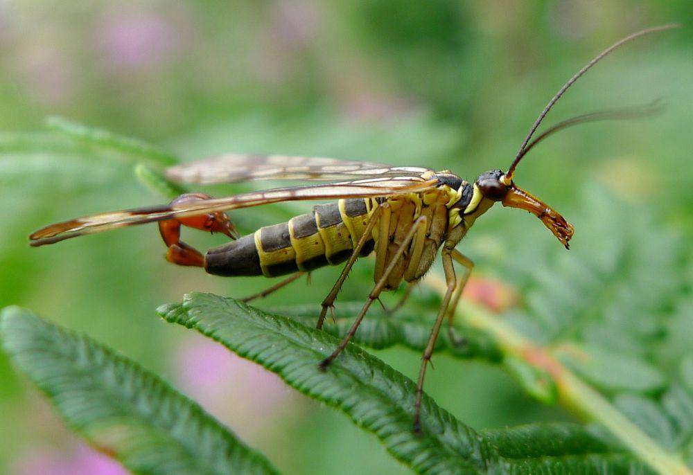 lalat kalajengking (commons.wikimedia.org)