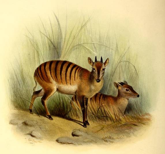 zebra duiker (commons.wikimedia.org)