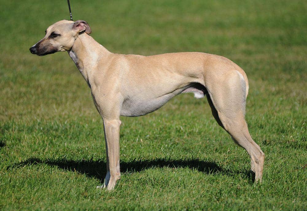 6 Fakta Whippet, Anjing Pembalap yang Rajin Ikut Lomba